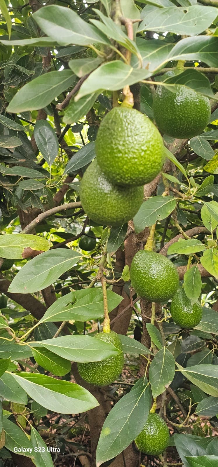 Avocados 2