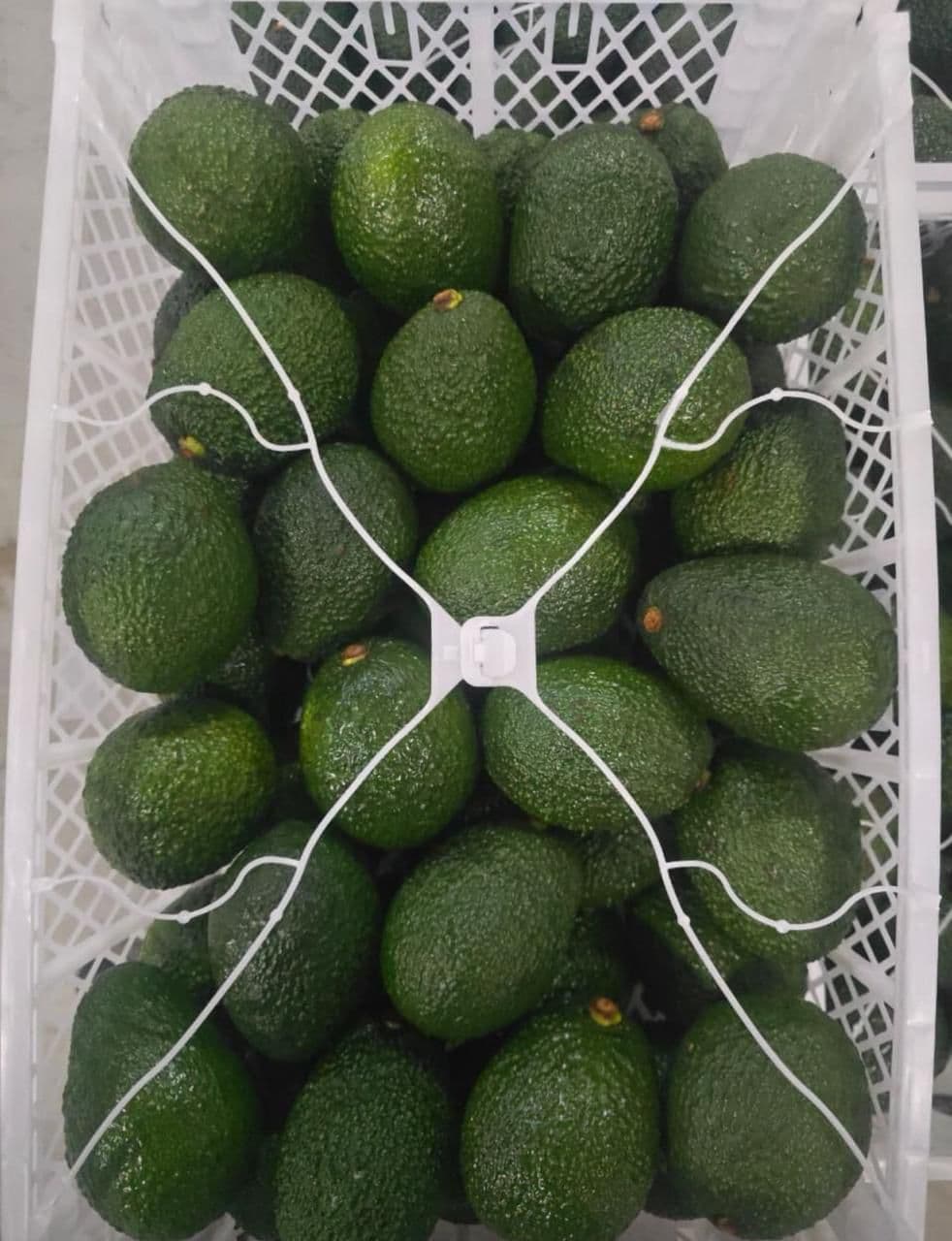 Avocados 8